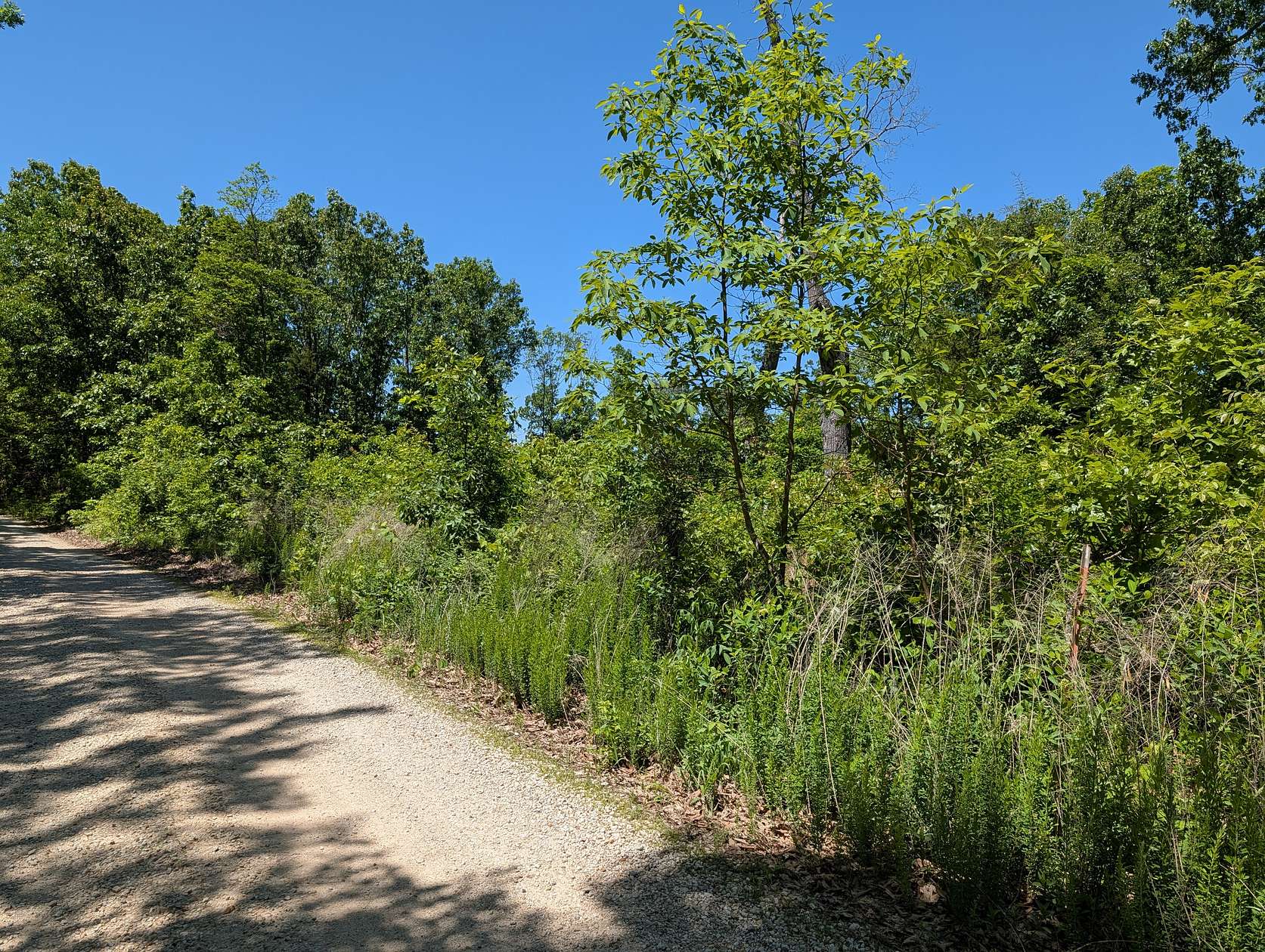 45 Acres of Recreational Land with Home for Sale in Gravois Mills, Missouri