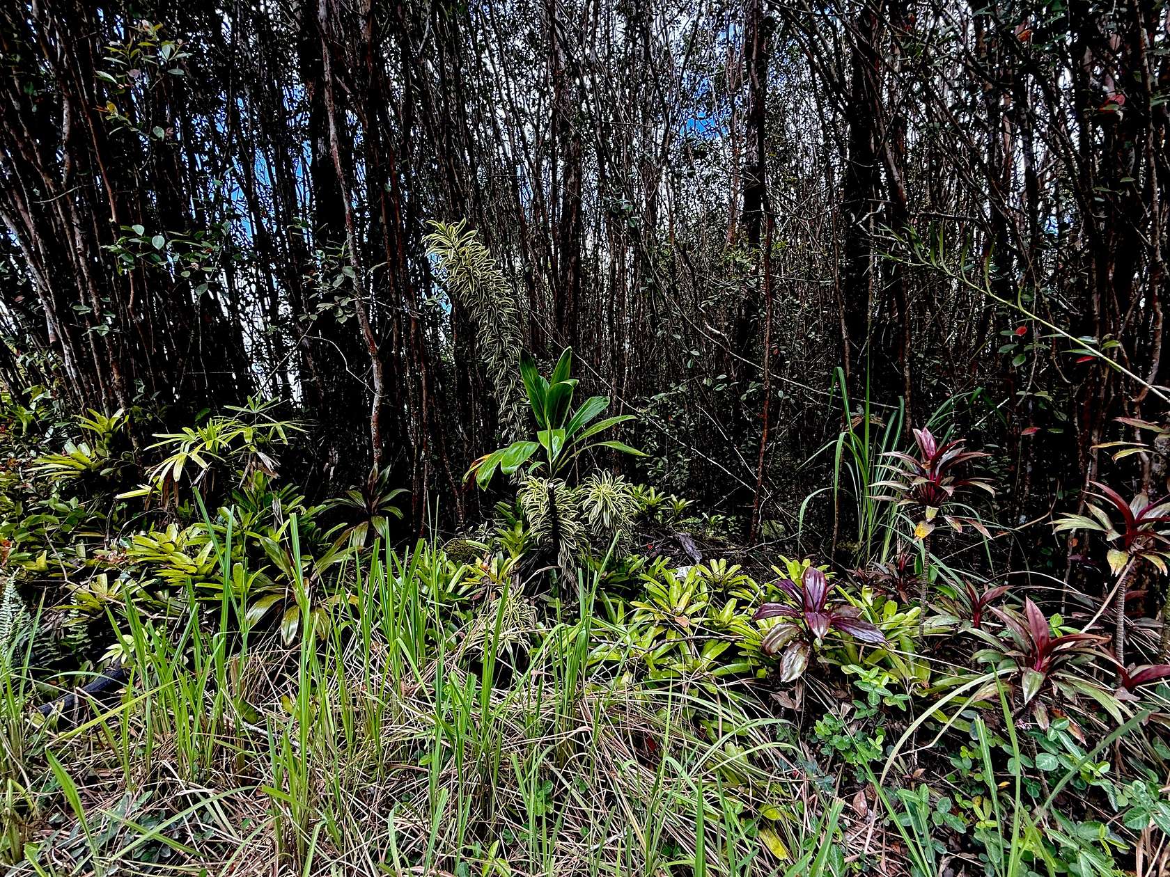 3 Acres of Land for Sale in Mountain View, Hawaii