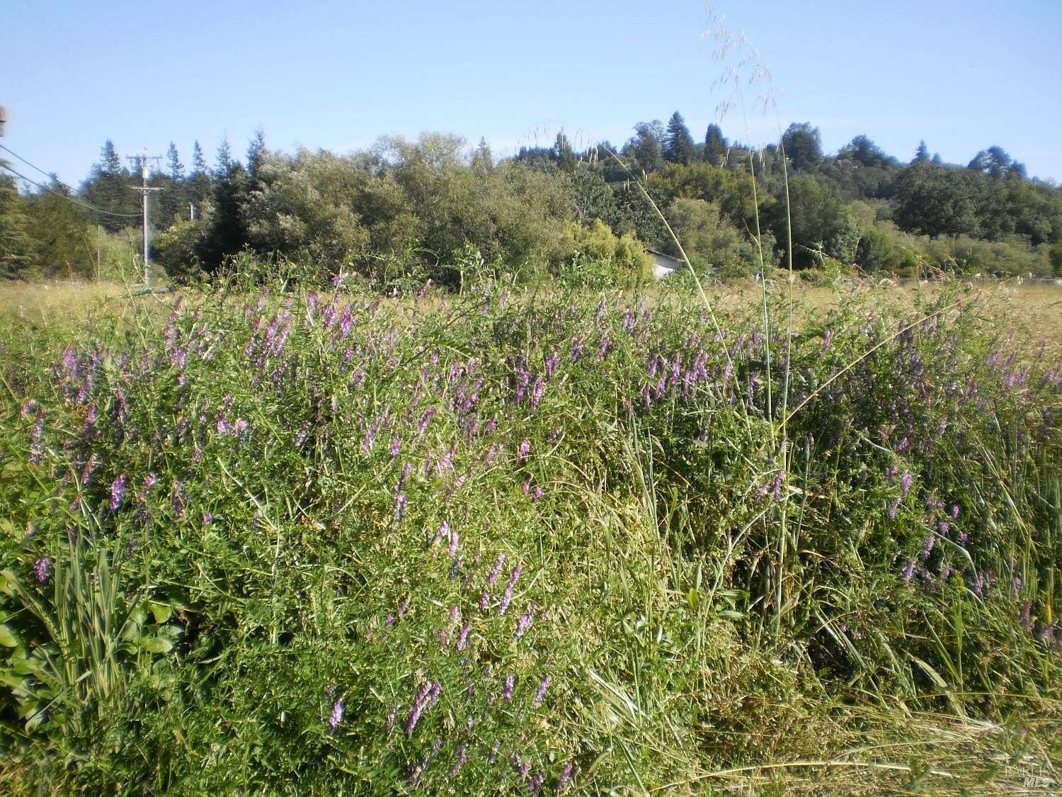 3 Acres of Agricultural Land for Sale in Sebastopol, California