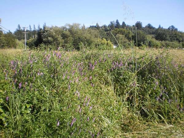 3 Acres of Agricultural Land for Sale in Sebastopol, California