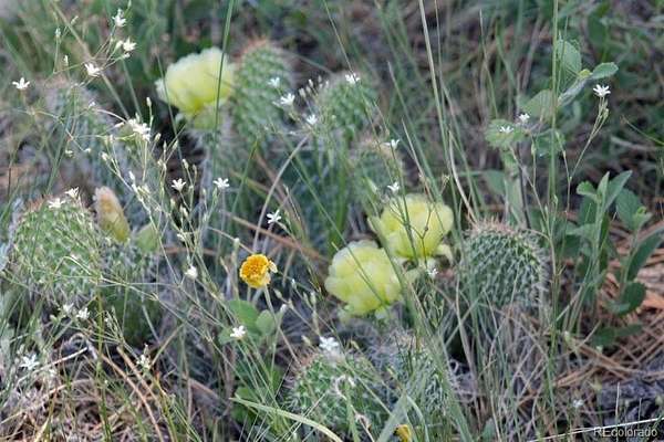 40 Acres of Agricultural & Residential Land for Sale in Calhan, Colorado