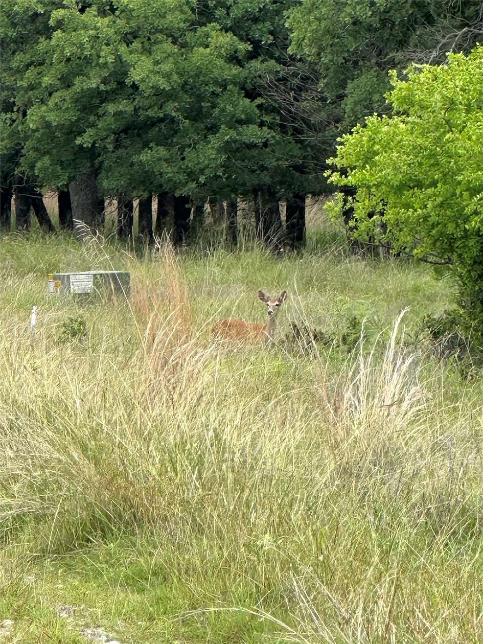 1.34 Acres of Residential Land for Sale in Chico, Texas