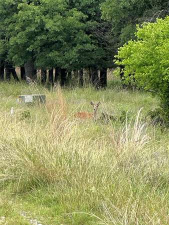 1.34 Acres of Residential Land for Sale in Chico, Texas