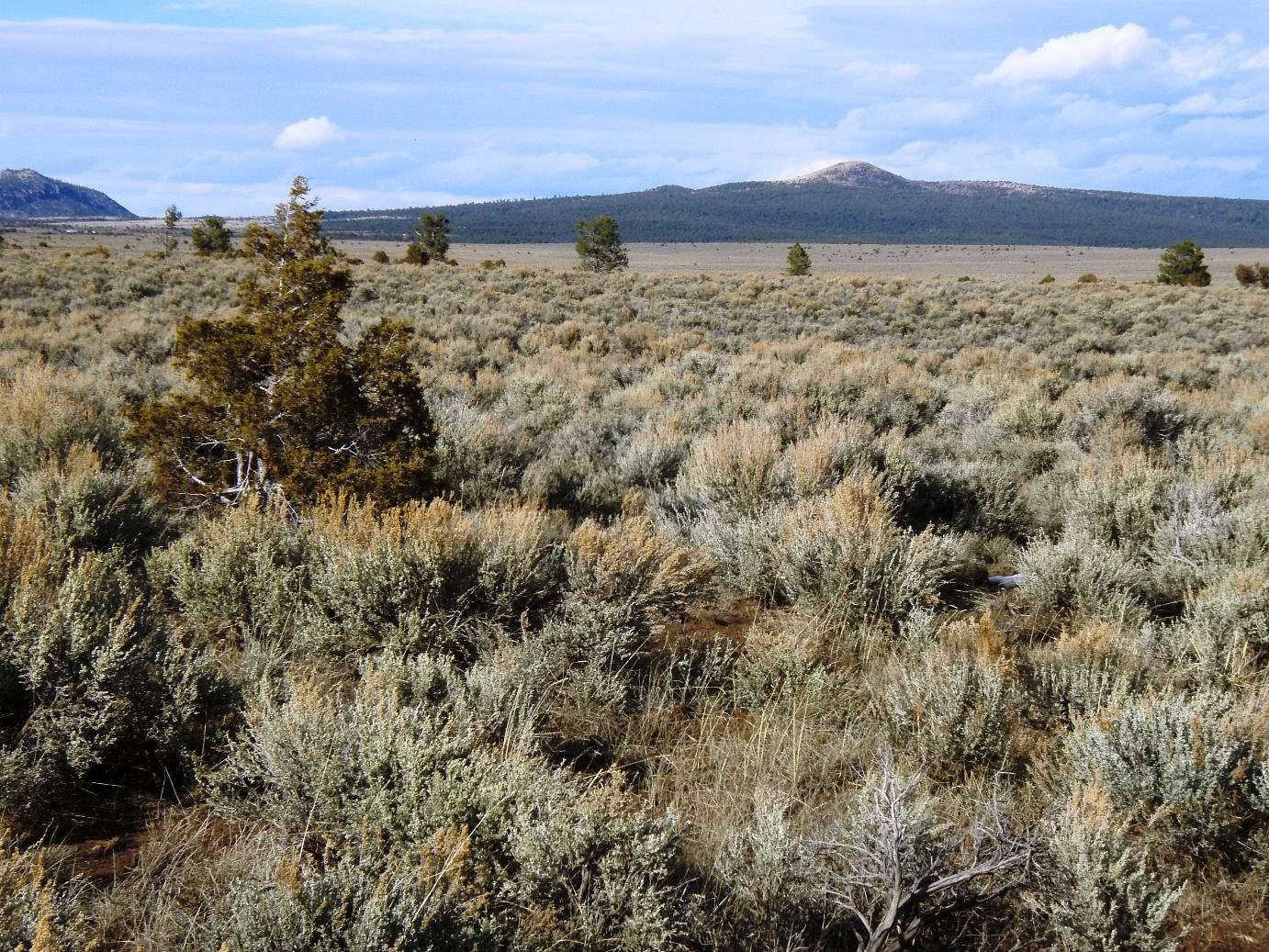 0.5 Acres of Residential Land for Sale in Tres Piedras, New Mexico
