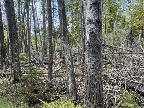 0.86 Acres of Residential Land for Sale in Bois Blanc Township, Michigan