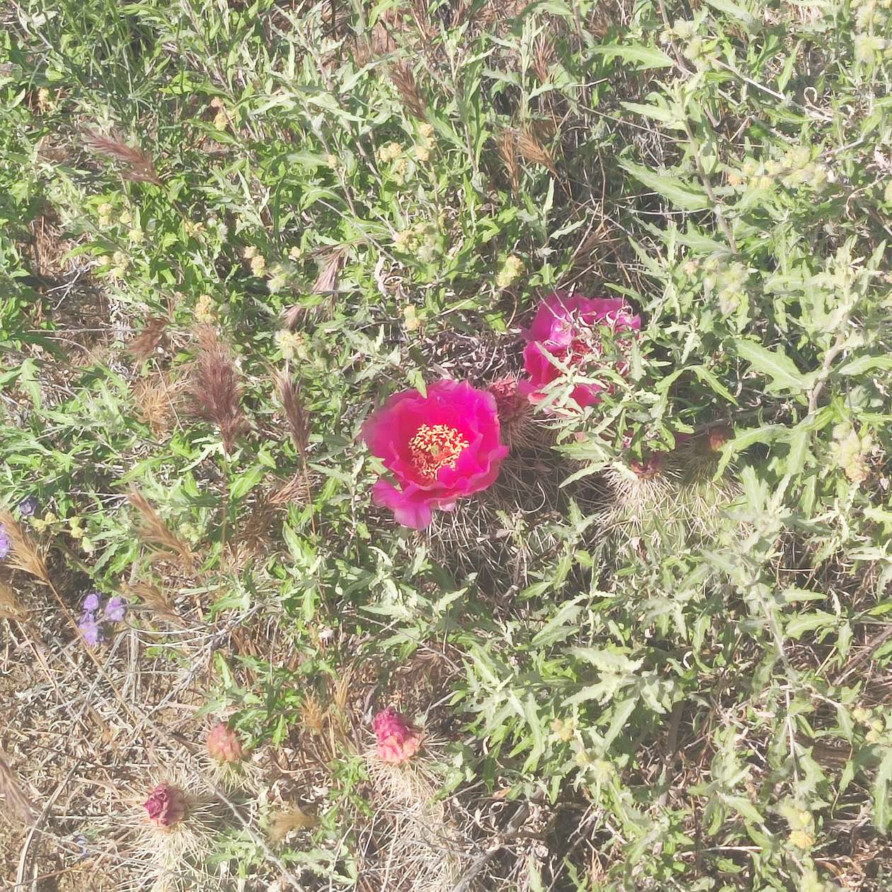 1.25 Acres of Residential Land for Sale in Dolan Springs, Arizona