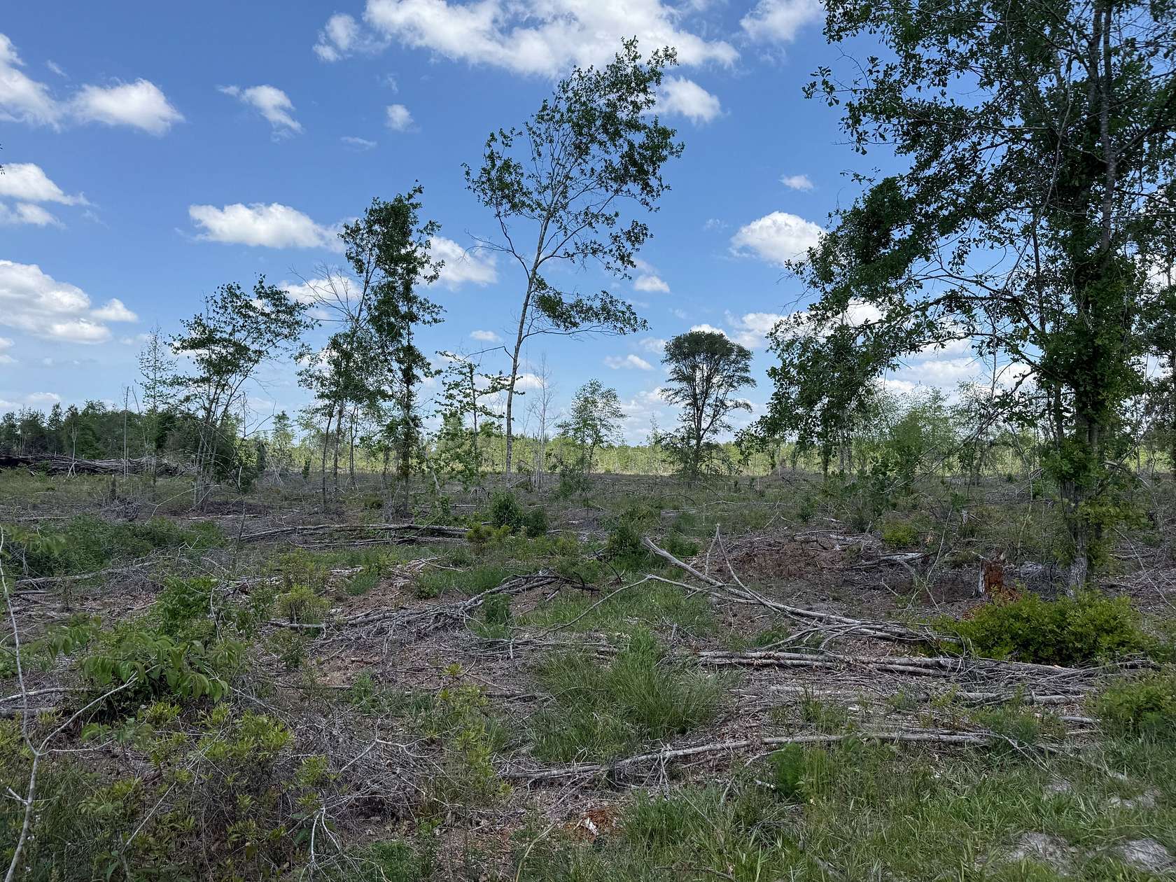 255 Acres of Recreational Land for Sale in Jakin, Georgia