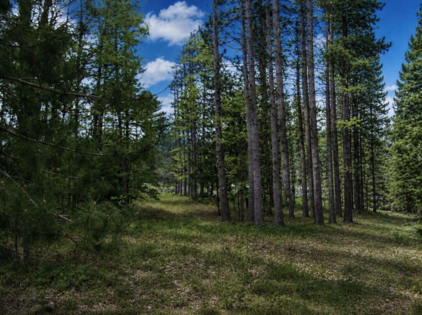 5.86 Acres of Recreational Land for Sale in Roscommon, Michigan