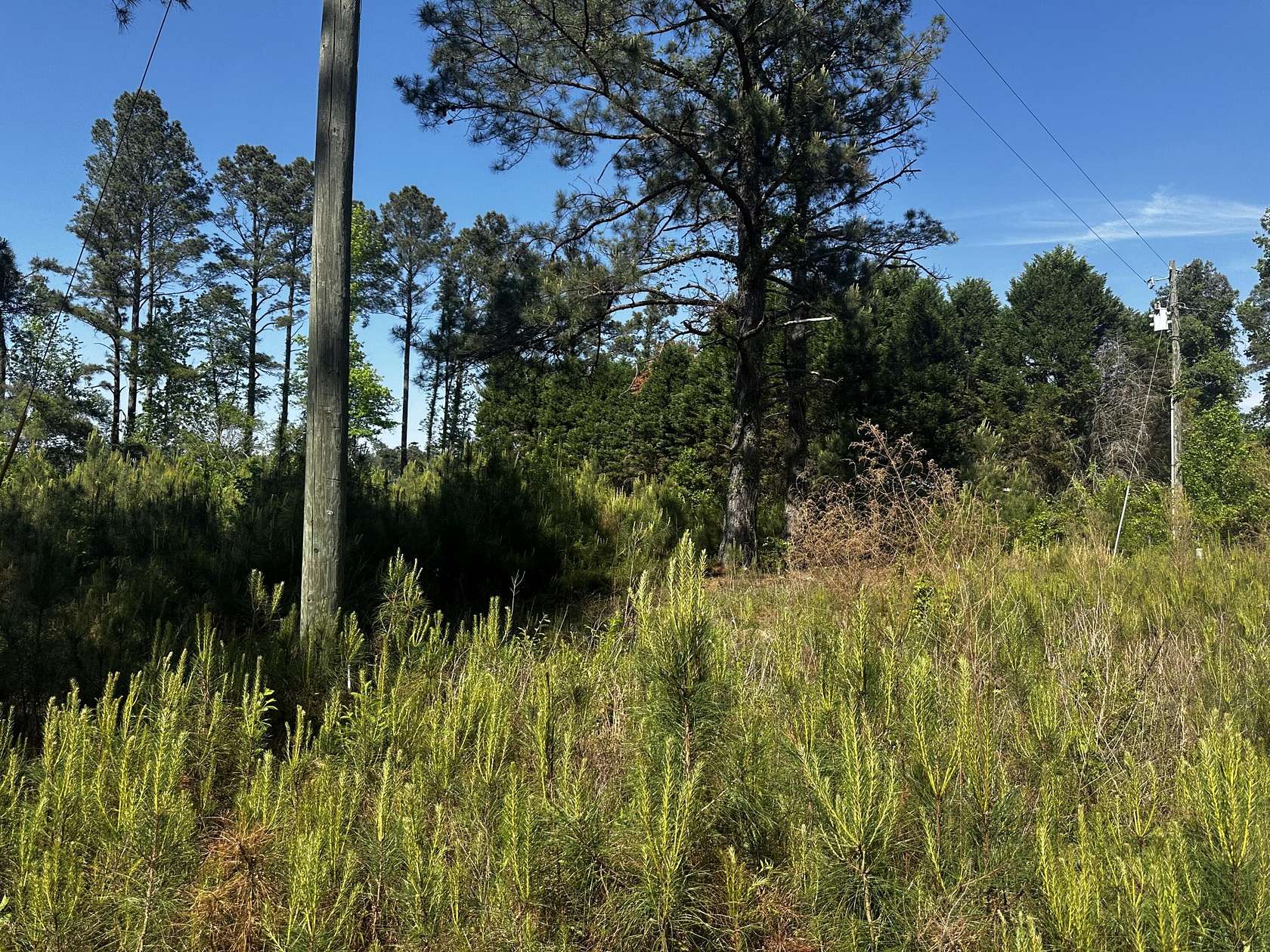 12 Acres of Recreational & Residential Land for Sale in Lynchburg, South Carolina