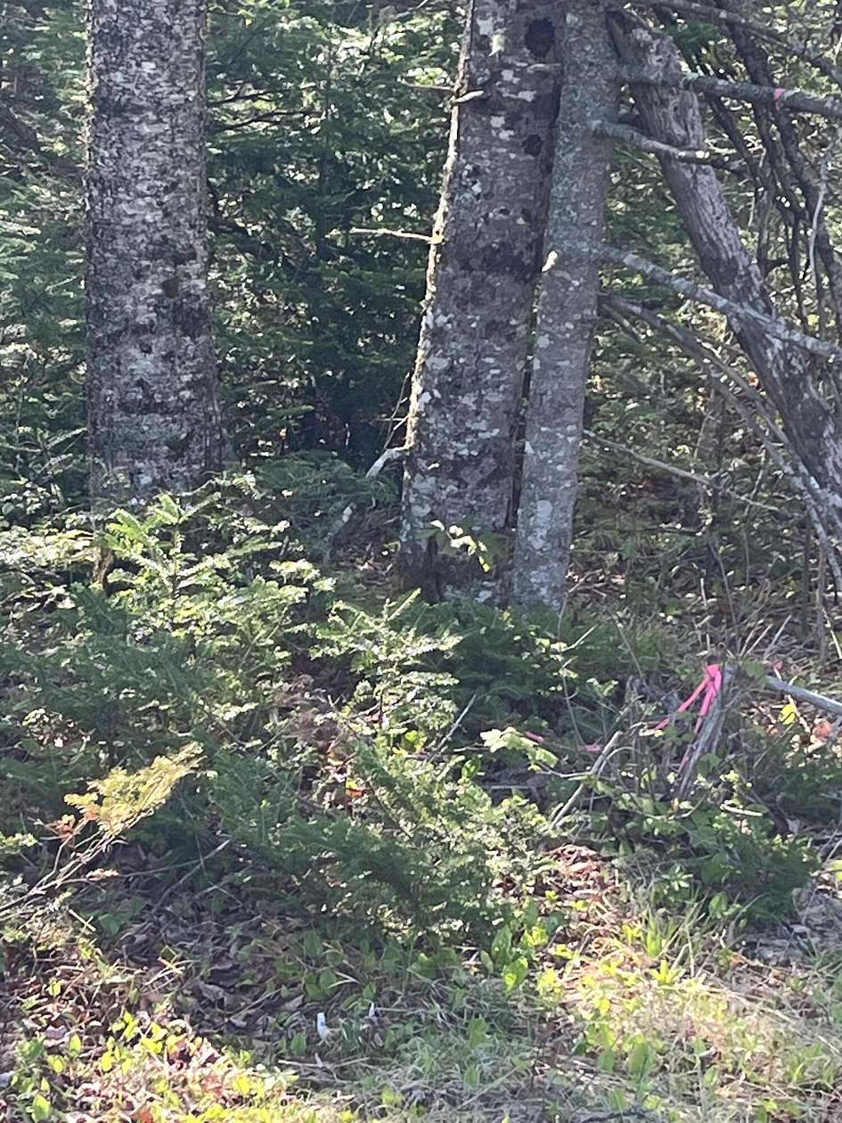 14 Acres of Land for Sale in Gouldsboro, Maine