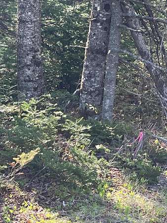 14 Acres of Land for Sale in Gouldsboro, Maine