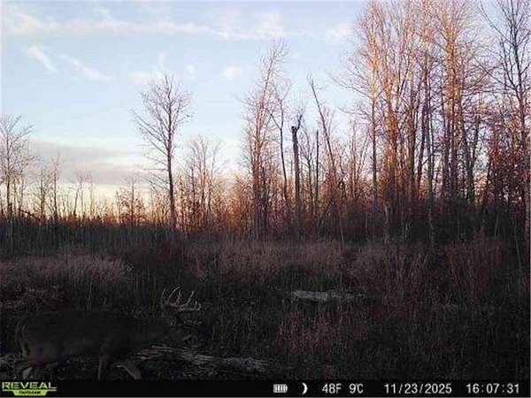 280 Acres of Recreational & Residential Land for Sale in Danforth Township, Minnesota