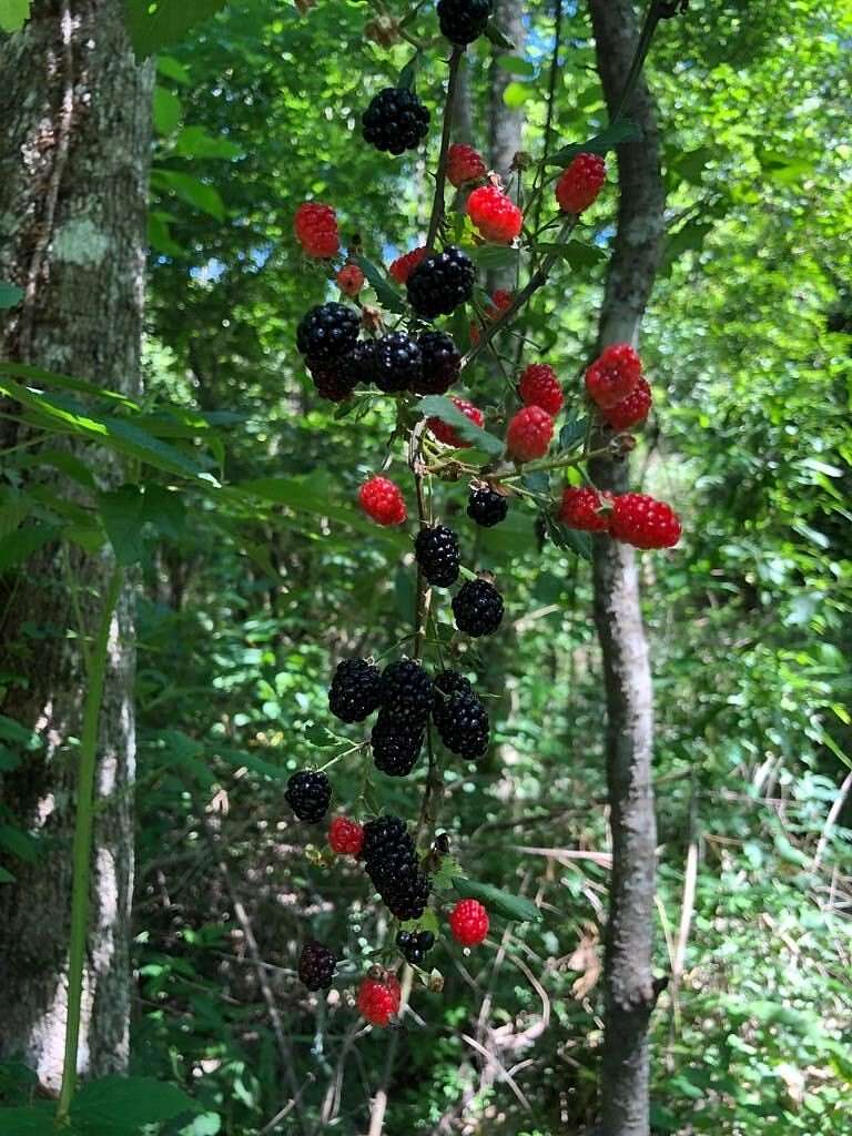 3.57 Acres of Land for Sale in Carriere, Mississippi
