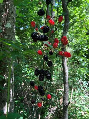 3.57 Acres of Land for Sale in Carriere, Mississippi