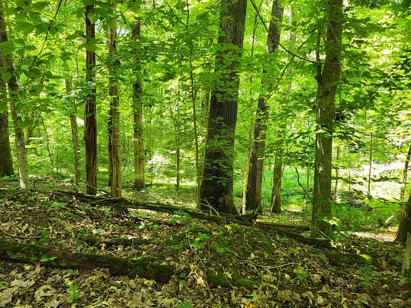 8 Acres of Residential Land for Sale in Dover, Tennessee