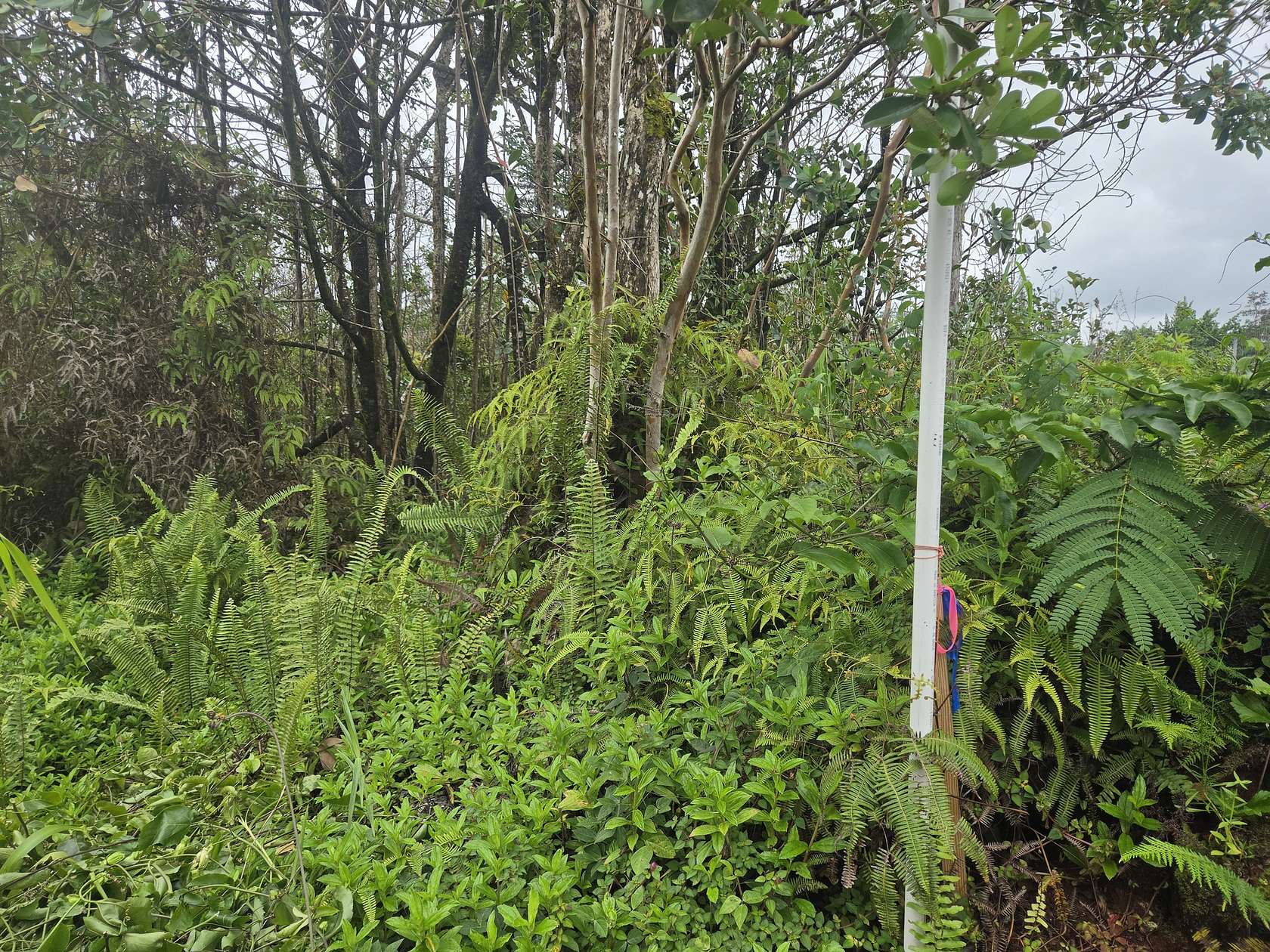 1 Acre of Residential Land for Sale in Kurtistown, Hawaii
