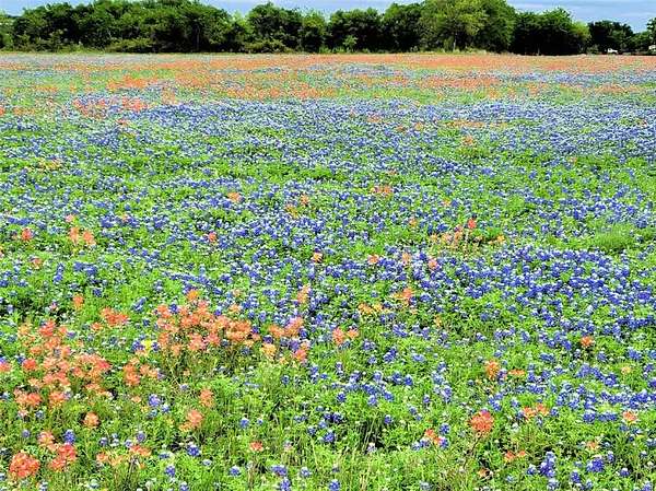 10 Acres of Agricultural Land for Sale in Hillsboro, Texas