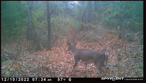 20 Acres of Land for Sale in Honey Grove, Texas