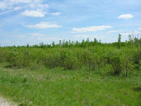 40 Acres of Recreational Land for Sale in Rose Creek, Minnesota