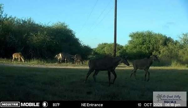98.3 Acres of Recreational Land for Sale in Lyford, Texas