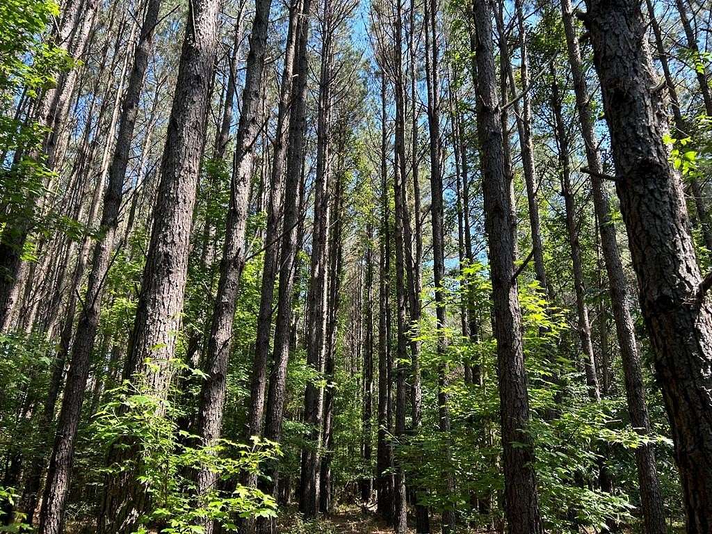 250 Acres of Land for Sale in Lake, Mississippi