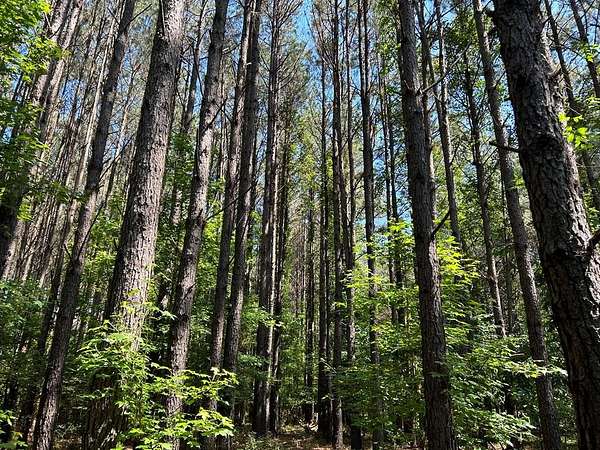 250 Acres of Land for Sale in Lake, Mississippi
