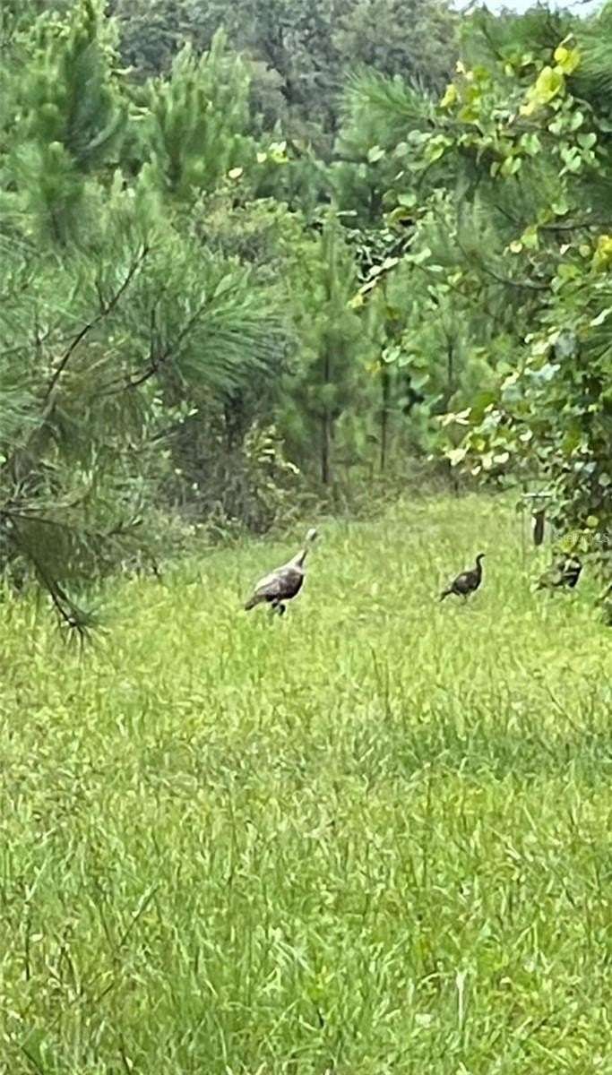 12.8 Acres of Land for Sale in Fort McCoy, Florida