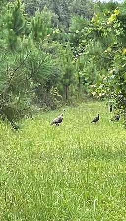 12.8 Acres of Land for Sale in Fort McCoy, Florida