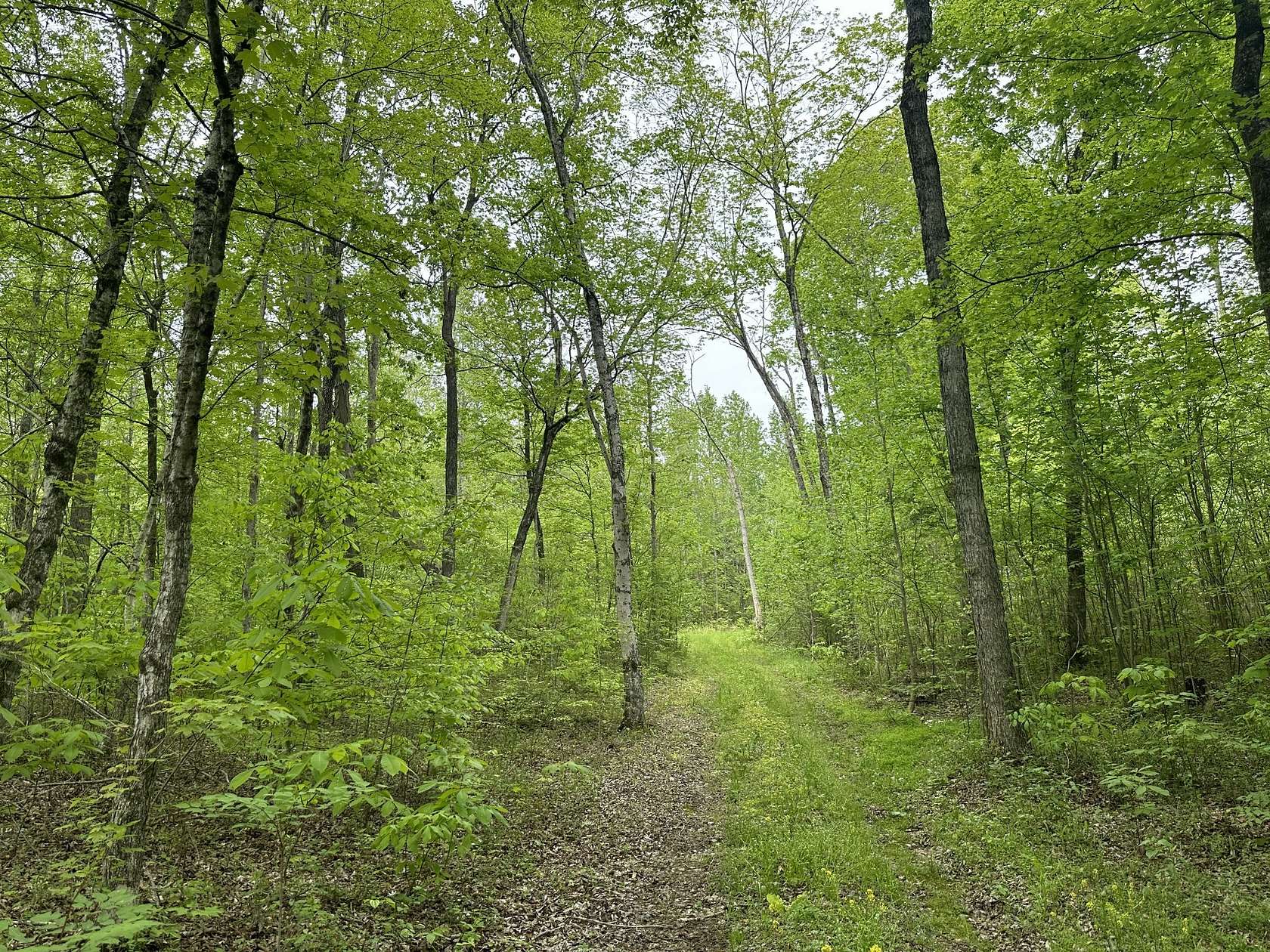 29.8 Acres of Recreational & Residential Land for Sale in Chapmansboro, Tennessee