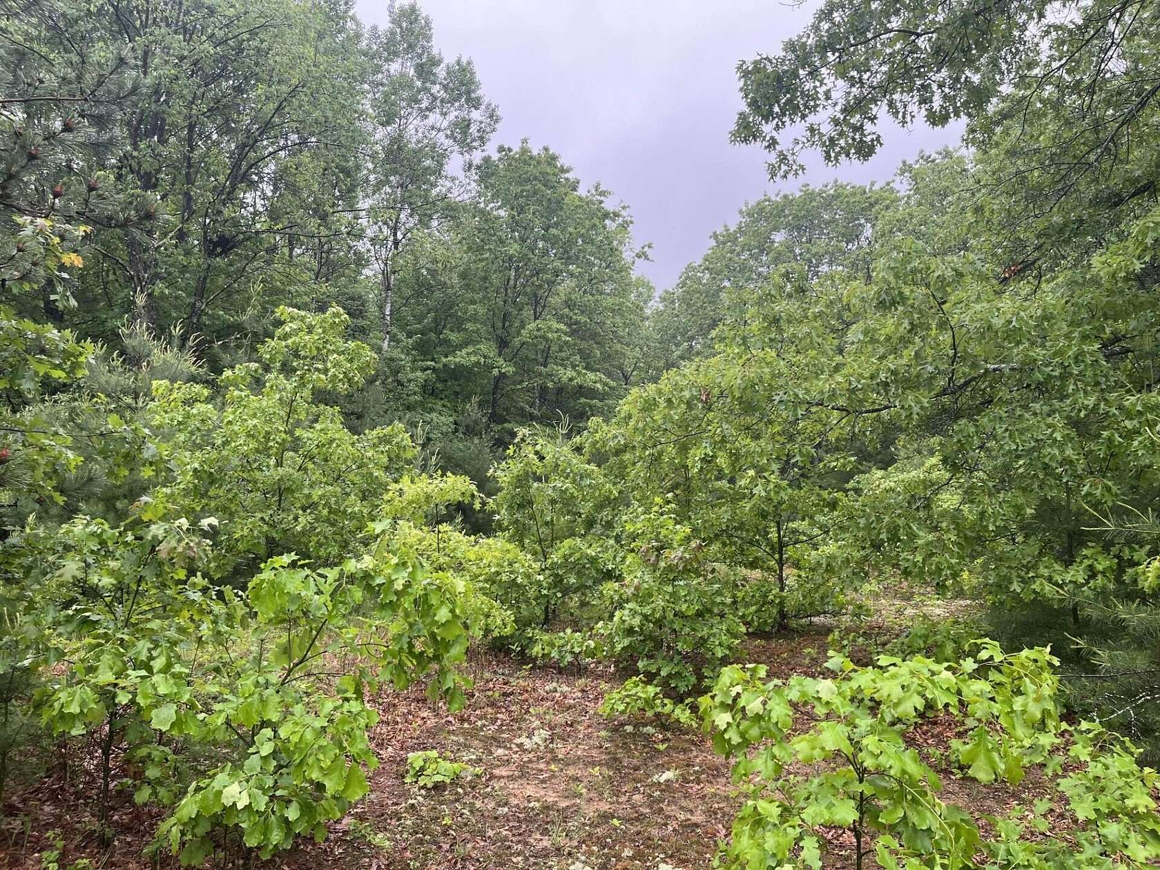 22.9 Acres of Recreational & Residential Land for Sale in Stanwood, Michigan