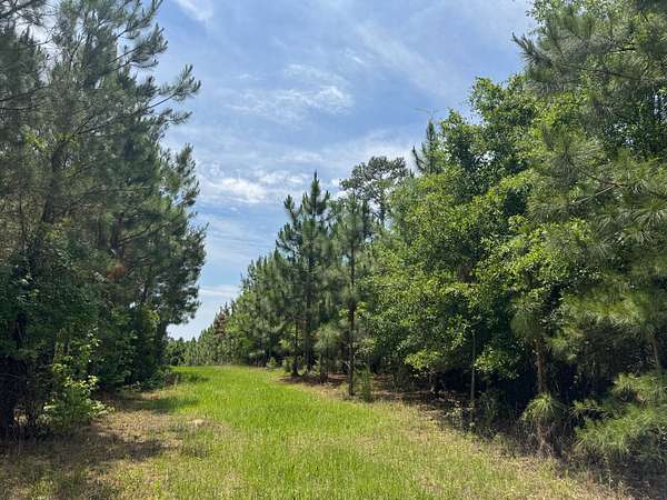 350 Acres of Recreational Land for Sale in Clio, South Carolina