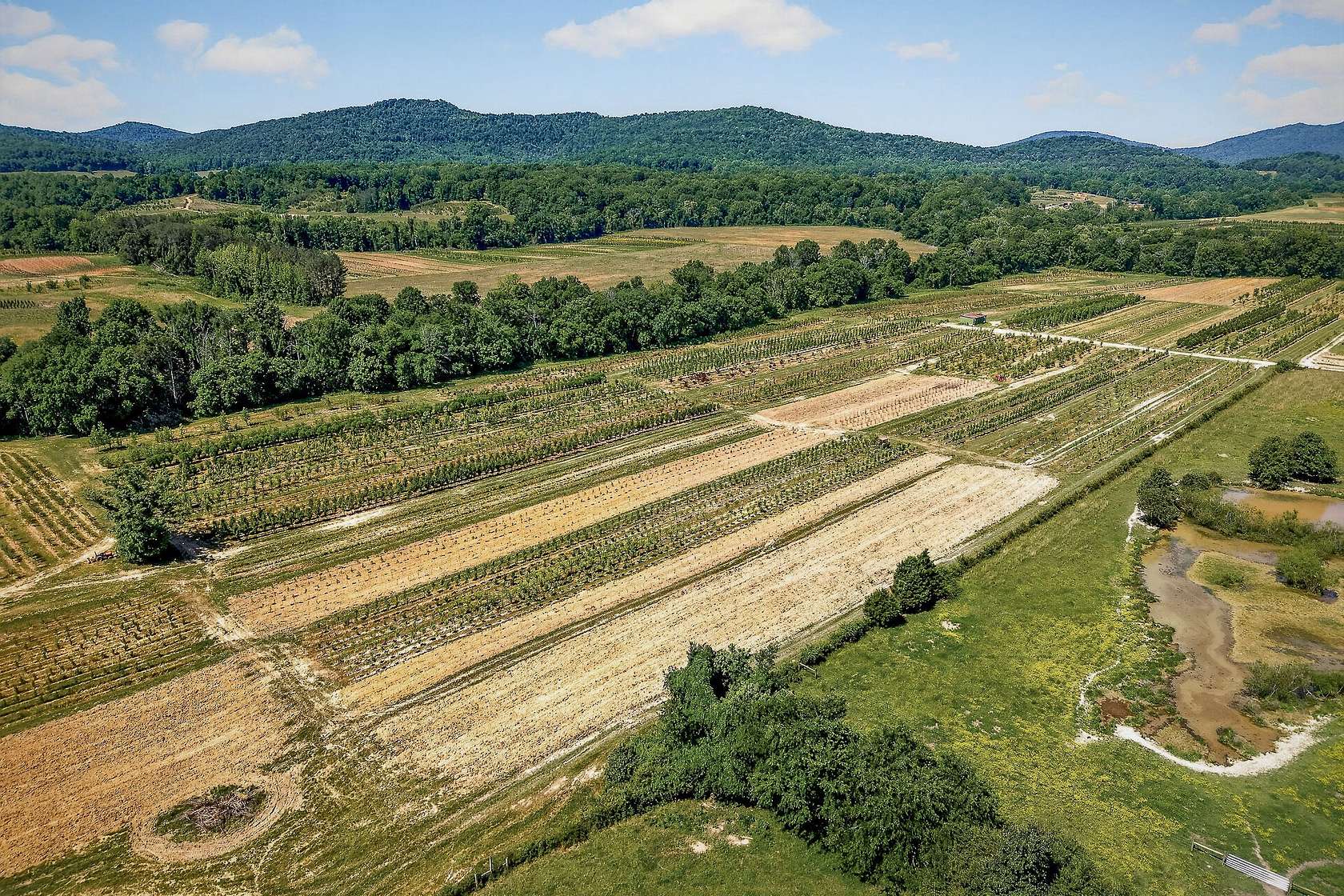 36.5 Acres of Agricultural Land for Auction in McMinnville, Tennessee
