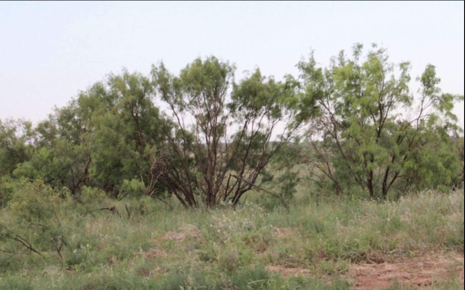 240 Acres of Land for Sale in Rotan, Texas