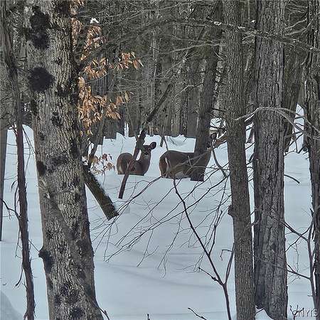 275 Acres of Recreational Land for Auction in Potsdam, New York