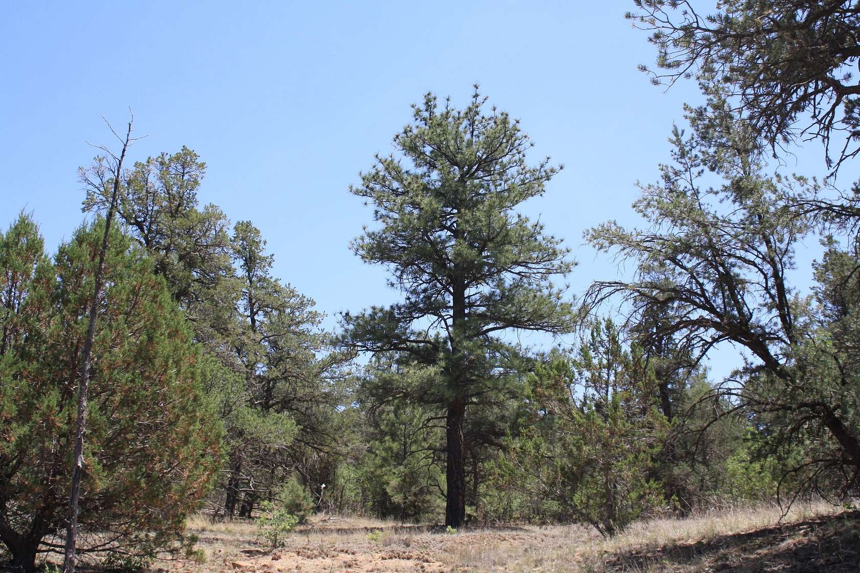 15.6 Acres of Recreational Land for Sale in Ramah, New Mexico