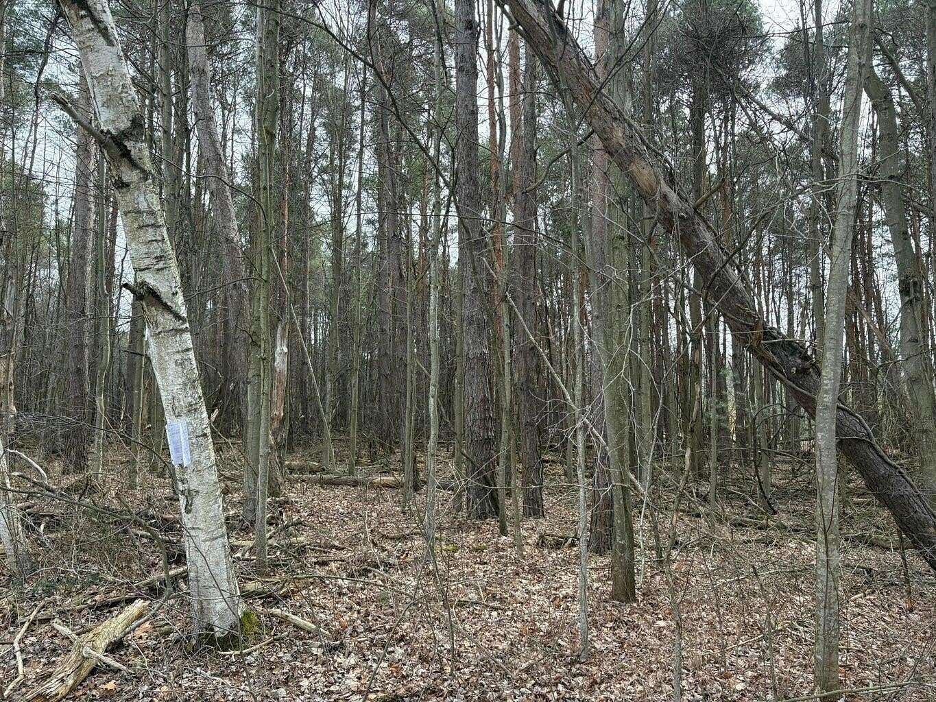 10 Acres of Land for Sale in Kent City, Michigan
