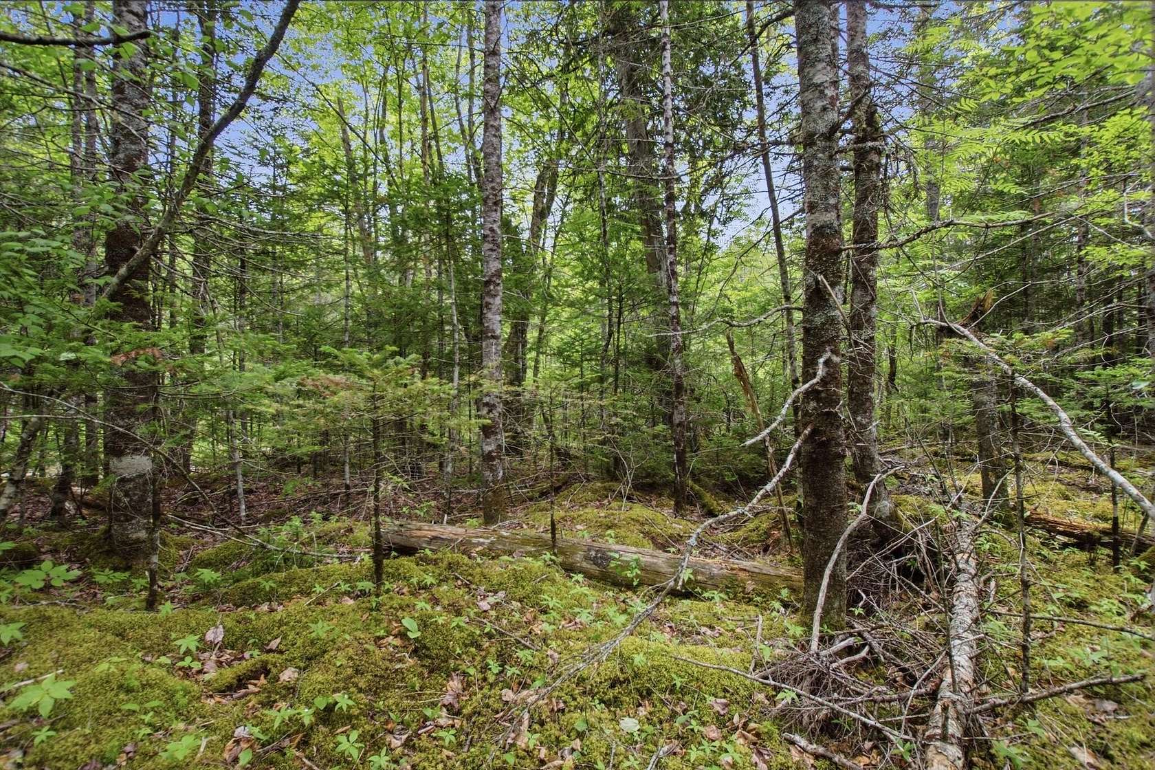 11 Acres of Recreational Land for Sale in Machiasport, Maine