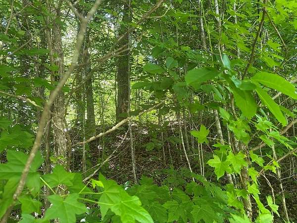 5 Acres of Residential Land for Sale in Jamestown, Tennessee