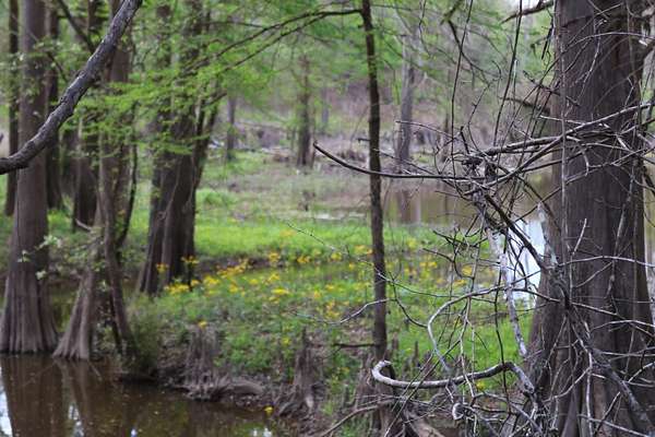 126 Acres of Recreational Land for Sale in Merryville, Louisiana