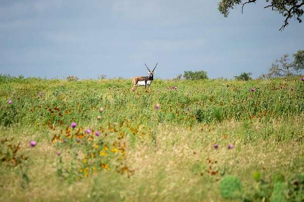 4.13 Acres of Residential Land for Sale in Kerrville, Texas