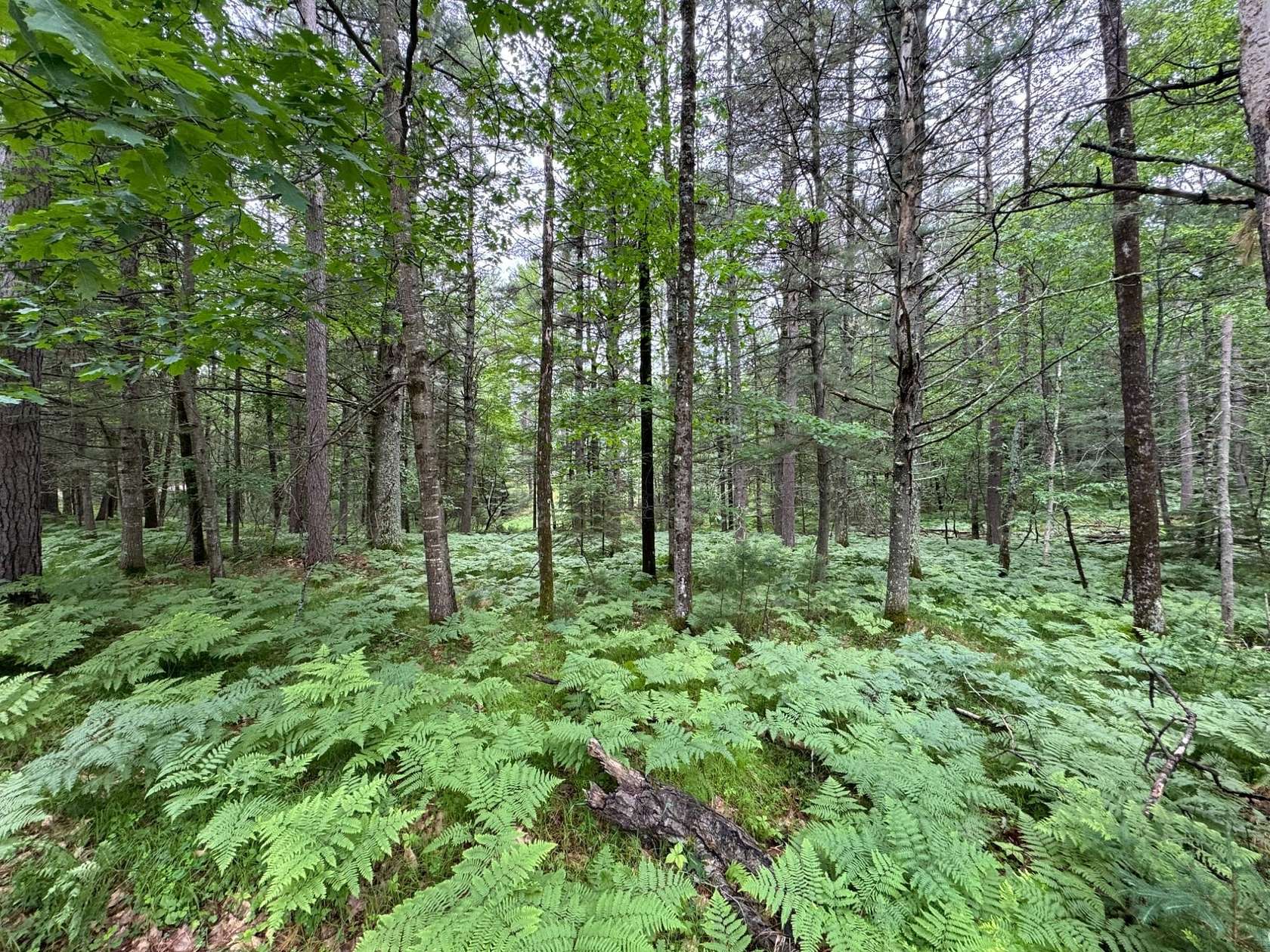 0.66 Acres of Residential Land for Sale in Minocqua, Wisconsin