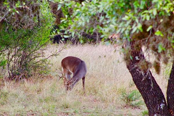 73.5 Acres of Land for Sale in Rocksprings, Texas