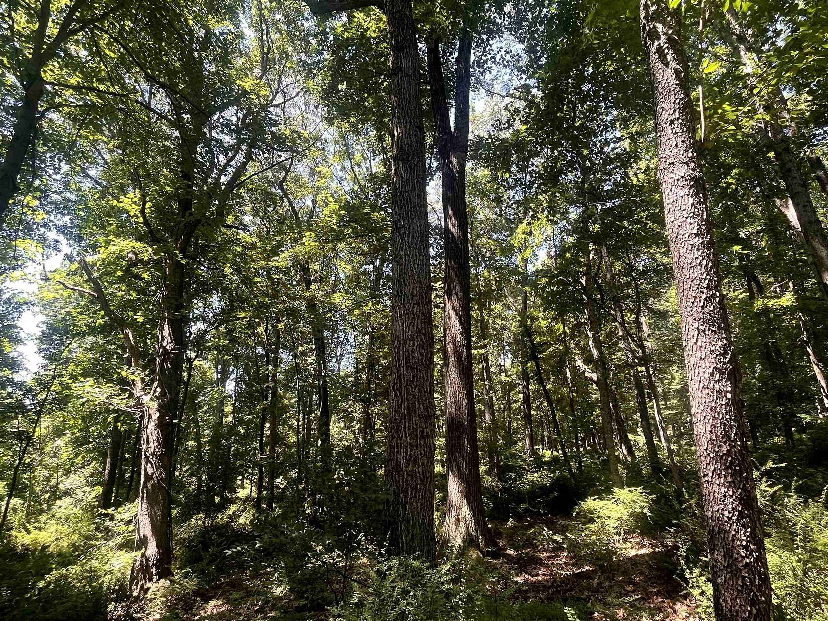 3.57 Acres of Residential Land for Sale in Spottswood, Virginia