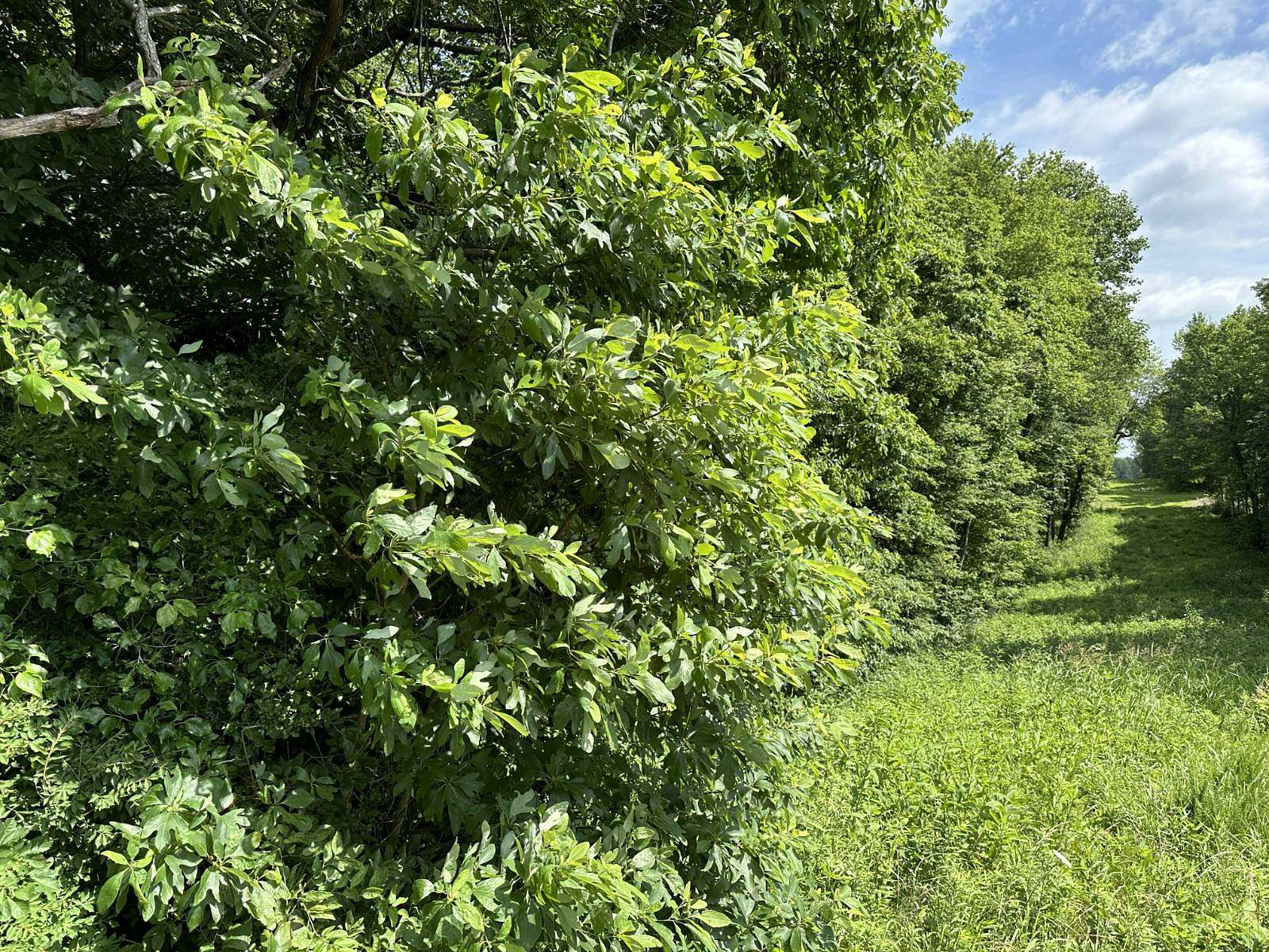 34.8 Acres of Land for Sale in Utica, Kentucky