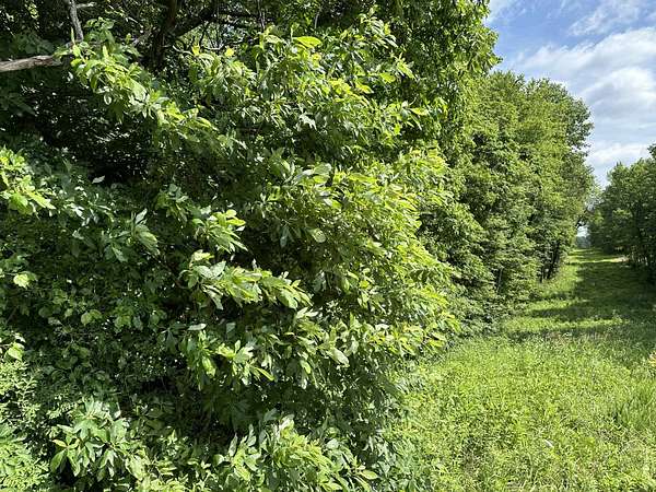 34.8 Acres of Land for Sale in Utica, Kentucky