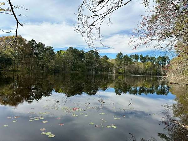 30 Acres of Land for Sale in Poplarville, Mississippi
