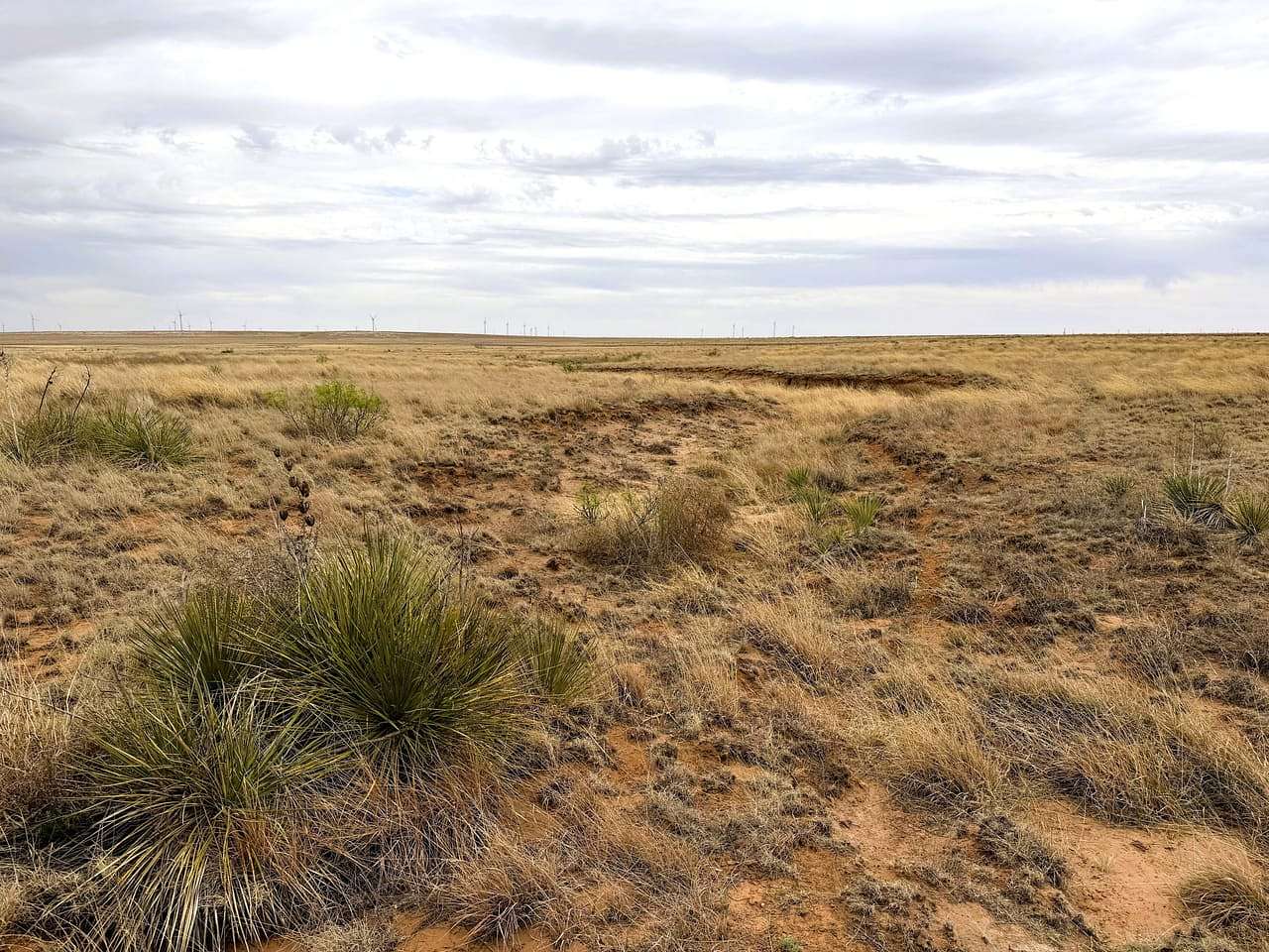 202 Acres of Agricultural Land for Sale in Bledsoe, Texas
