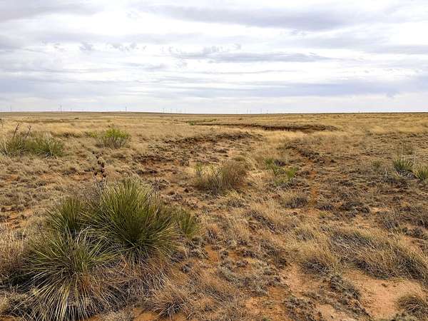202 Acres of Agricultural Land for Sale in Bledsoe, Texas