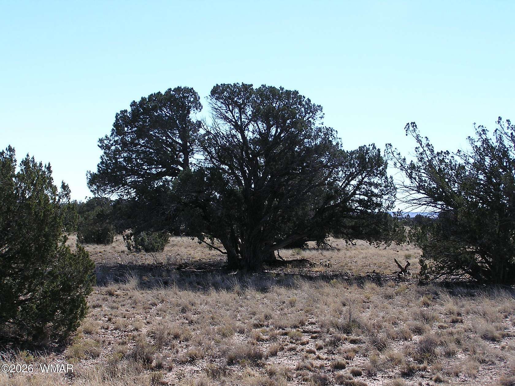 39.3 Acres of Agricultural & Residential Land for Sale in Concho, Arizona