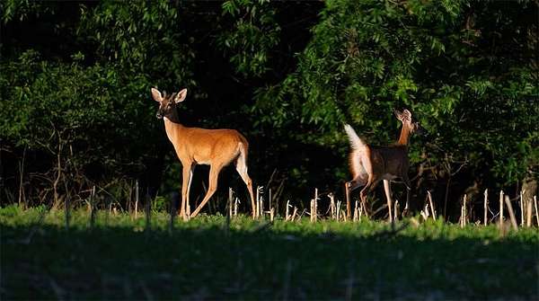 240 Acres of Land for Sale in Hume, Missouri